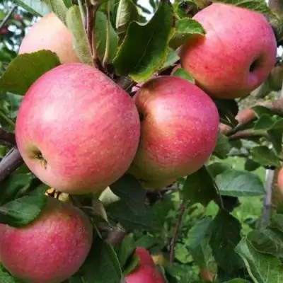 Яблоня ТЕРЕМОК в Жлобине