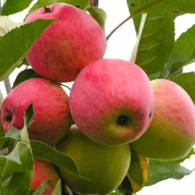 Яблоня МЕЧТА в Жлобине