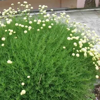 Сантолина зеленеющая в Жлобине