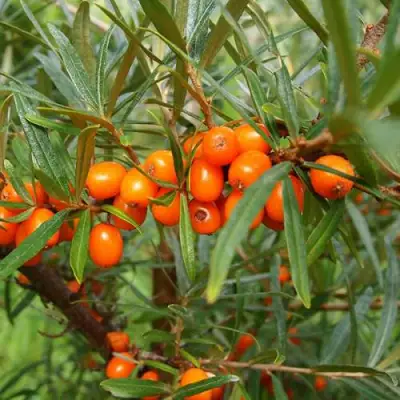 Облепиха БОТАНИЧЕСКАЯ в Жлобине