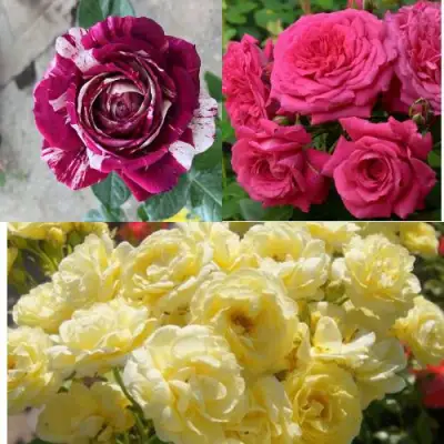 Комплект РОЗОВЫЙ АКЦЕНТ в Жлобине