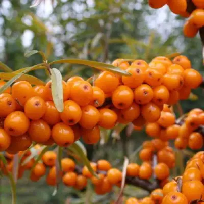 Облепиха РОСИНКА в Жлобине