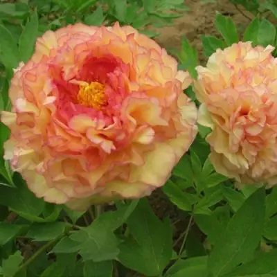 Пион ЗОЛОТАЯ РОССЫПЬ древовидный в Жлобине