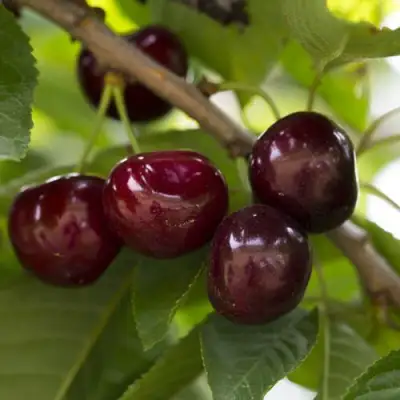 Вишня ЛАСУХА в Жлобине