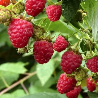 Малина ПРИМАРА в Жлобине