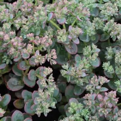 Очиток (седум) САНСПАРКЛЕР ЛАЙМ ЗИНГЕР в Жлобине