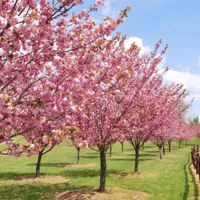 Сакура КАНЗАН в Жлобине