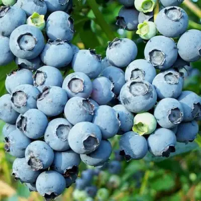 Голубика ПУРУ в Жлобине