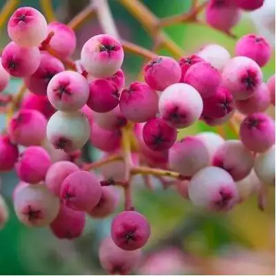 Рябина ПИНК сладкоплодная в Жлобине