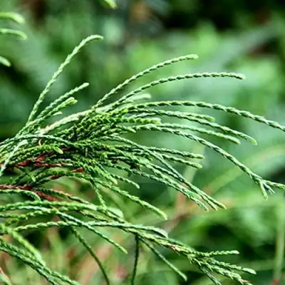 Туя ВИПКОРД складчатая в Жлобине