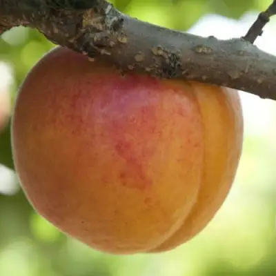  АПРИУМ в Жлобине