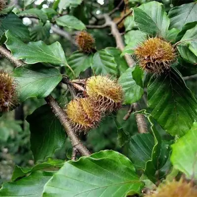 Бук обыкновенный в Жлобине