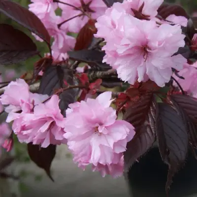 Сакура РОЯЛ БУРГУНДИ в Жлобине