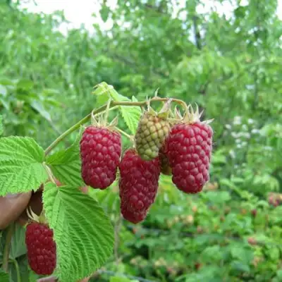 Малина ЛЯЧКА (ЛАШКА, ЛЯШКА) в Жлобине