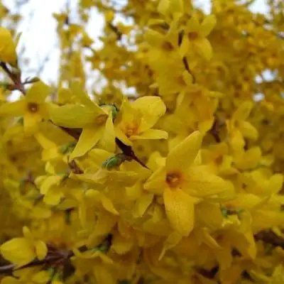 Форзиция ТАРАНДТ промежуточная в Жлобине