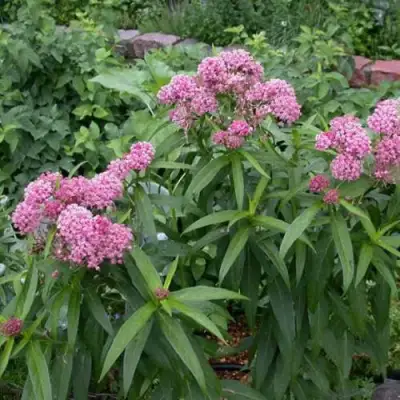 Ваточник МЯСО-КРАСНЫЙ в Жлобине