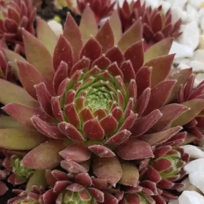 Молодило ЛЮФТШПРУНГ в Жлобине