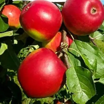 Яблоня РЕДФРИ в Жлобине