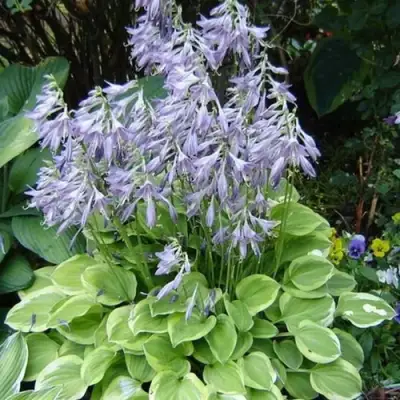 Хоста ГОЛДЕН ТИАРА в Жлобине