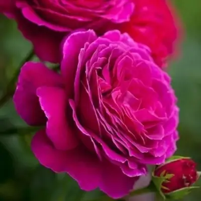 Роза МАЛИНОВЫЙ ЗВОН чайно-гибридная в Жлобине