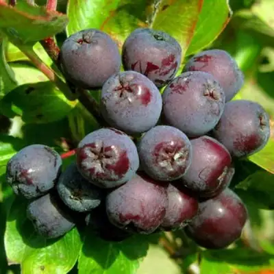 Рябина ЛИКЁРНАЯ сладкоплодная в Жлобине