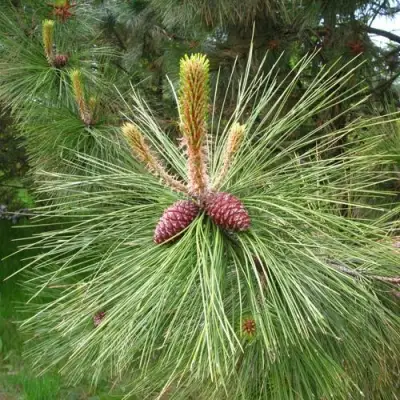 Сосна желтая  в Жлобине