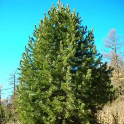 Сосна кедровая сибирская в Жлобине