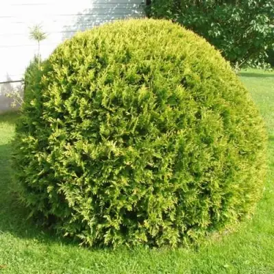 Туя ДАНИКА АУРЕА западная в Жлобине