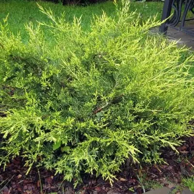 Можжевельник КУРИВАО ГОЛД китайский в Жлобине