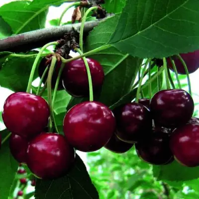 Дюк ЖИВИЦА (ЧЕРЕВИШНЯ) в Жлобине