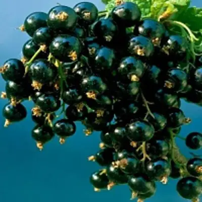 Смородина чёрная ИЗЮМНАЯ в Жлобине