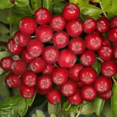 Рябина РУБИНОВАЯ сладкоплодная в Жлобине