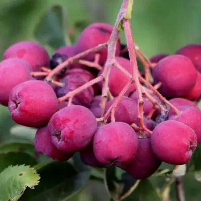 Рябина ДЕСЕРТНАЯ МИЧУРИНА сладкоплодная в Жлобине