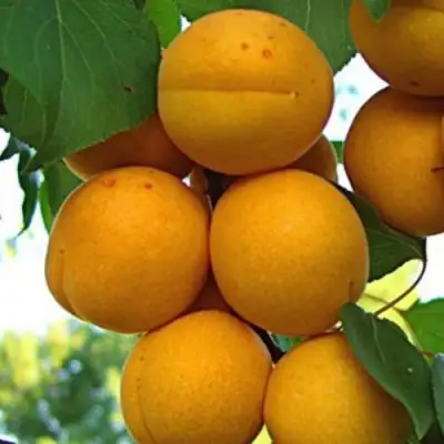 Абрикос ОНТАРИО в Жлобине