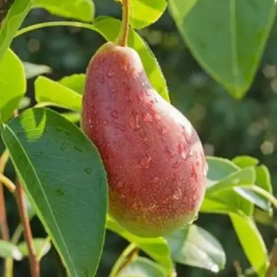 Груша ЯКОВЛЕВСКАЯ в Жлобине