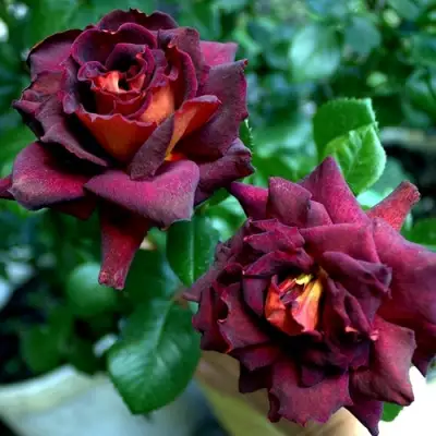 Роза ЭДДИ МИТЧЕЛЛ чайно-гибридная в Жлобине