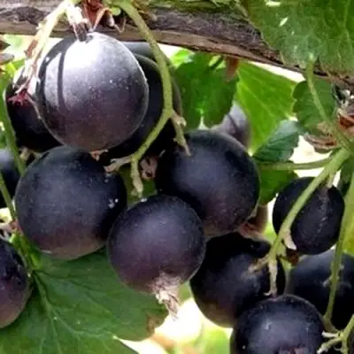 ЙОШТА в Жлобине