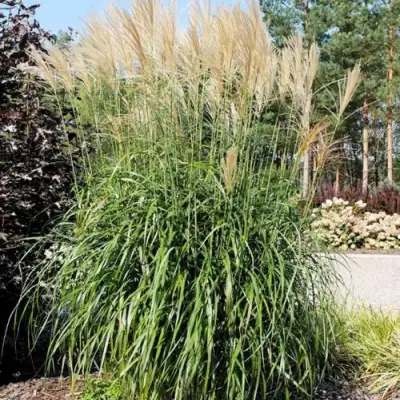 Мискантус ВАНИЛЛА СКАЙ китайский в Жлобине