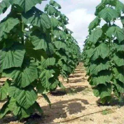 Павловния ПАО ТОГН Z07 в Жлобине