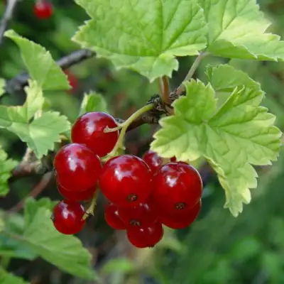 Смородина альпийская ШМИДТ в Жлобине