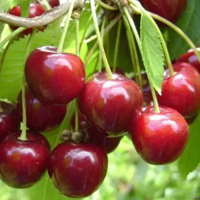 Черешня СИНЯВСКАЯ в Жлобине