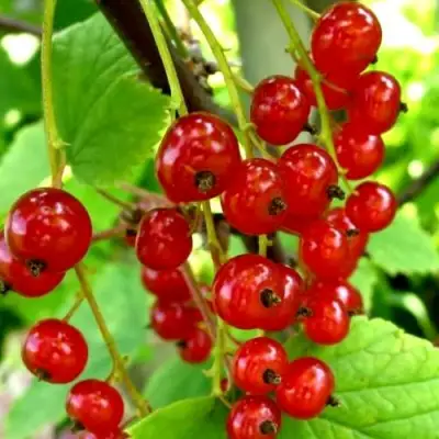 Смородина красная КОРАЛЛОВАЯ в Жлобине