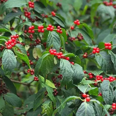 Жимолость МААКА в Жлобине