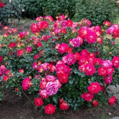 Роза БРЕРА флорибунда в Жлобине