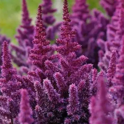 Астильба ПЕПЛ РЕЙН гибридная в Жлобине