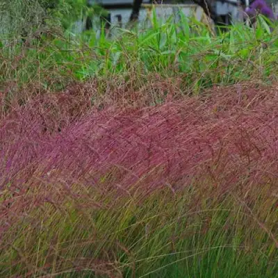 Овсянница АМЕТИСТОВАЯ в Жлобине