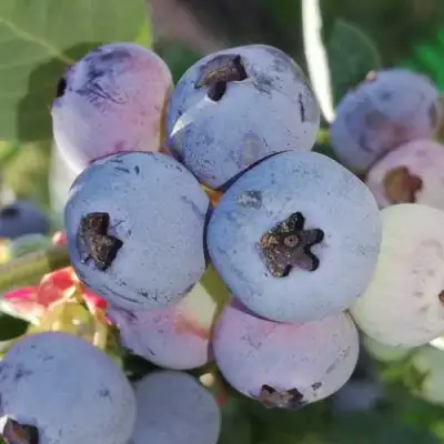 Голубика ХАРРИСОН в Жлобине