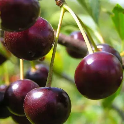 Вишня ЛИВЕНСКАЯ в Жлобине