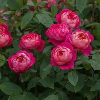 Роза БЕНДЖАМИН БРИТТЕН шраб в Жлобине