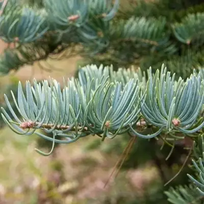 Пихта КОНКОЛОР в Жлобине